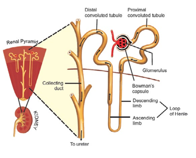 Biology 10 Solved Paper 2019 - FBISE Solved Past Papers