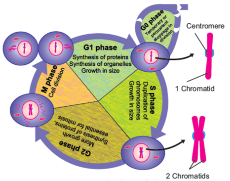 Class 9 Biology Solved Paper 2019