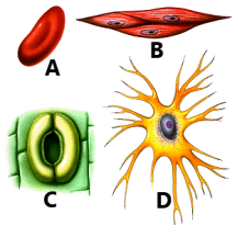 Class 9 Biology Model Paper 2 MCQs Test - FBISE Solved Past Papers